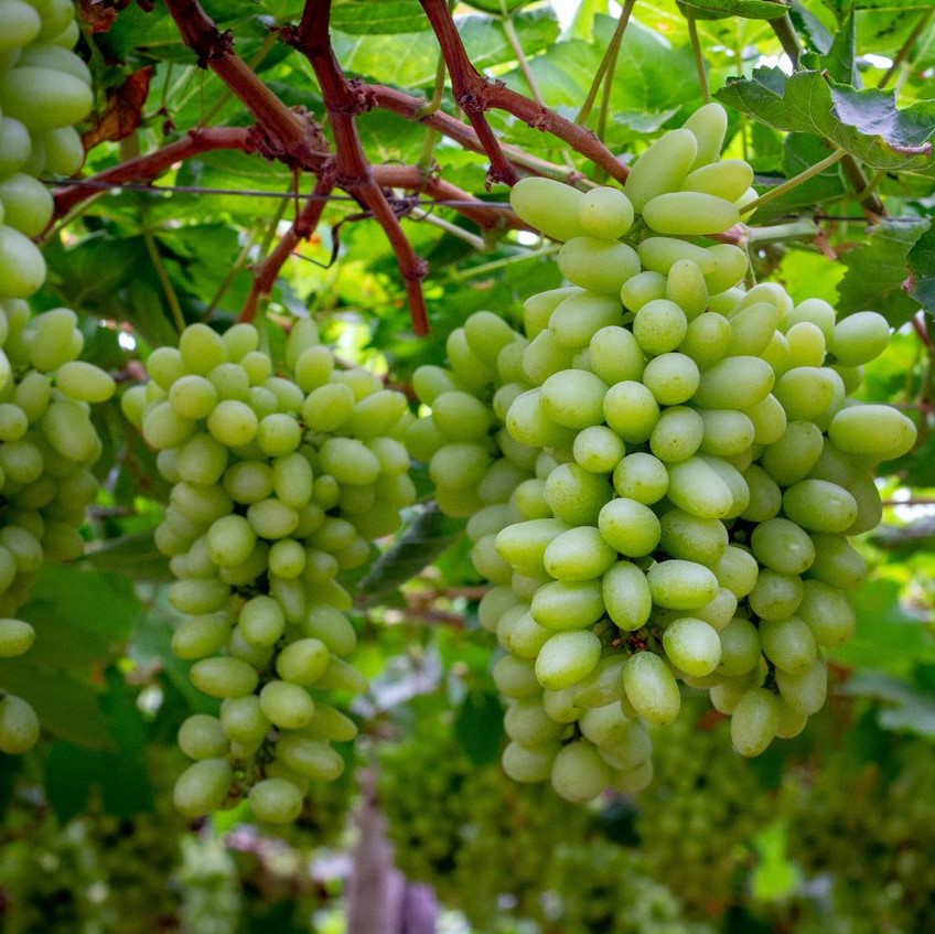 Uvas de Mesa