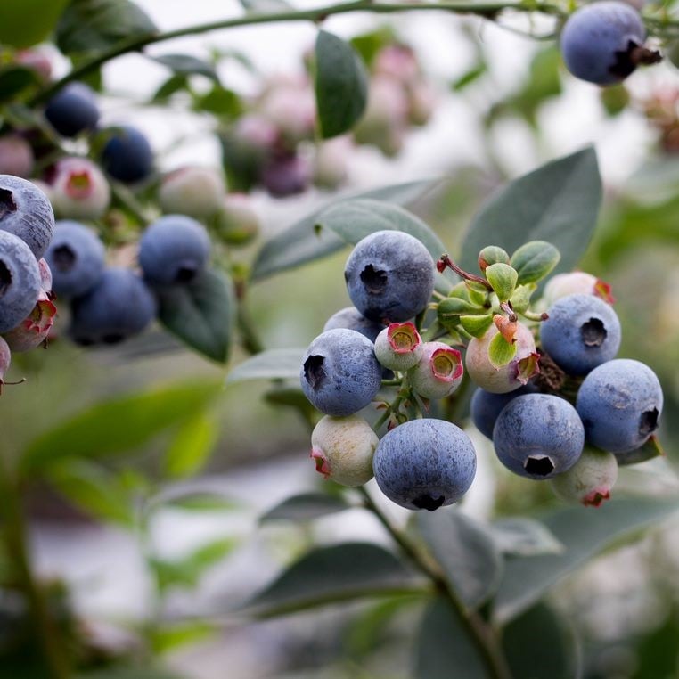 Berries