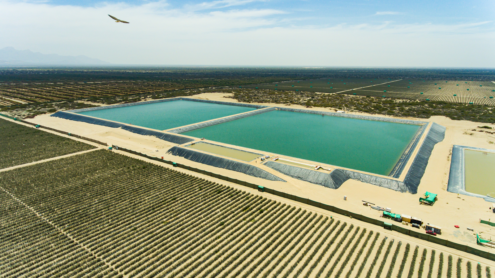 Riego por goteo para agricultura sustentable