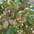 Almendras