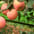 Manzanas