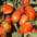 Tomates
