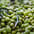 Aceitunas