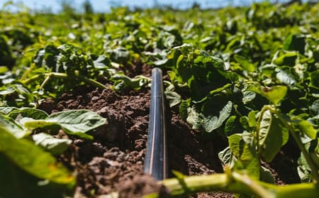 ¿Cuáles son los beneficios del riego por goteo?