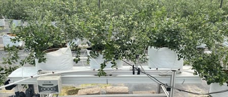 3 factores que debes tener en cuenta para tus cultivos en hidroponía