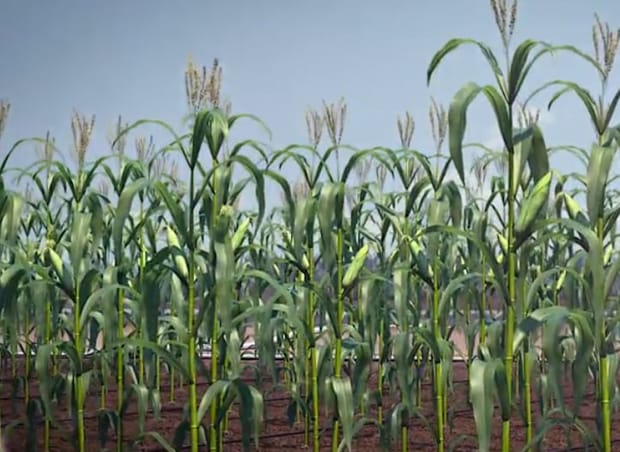 ¿Por qué cambian los precios de venta de los cultivos?