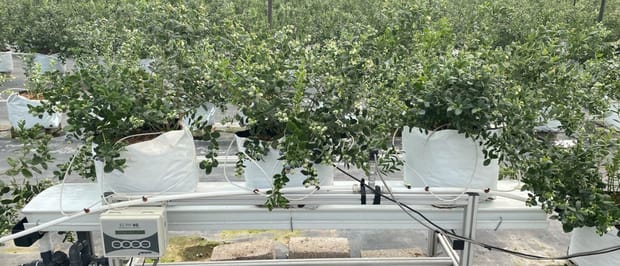 3 factores que debes tener en cuenta para tus cultivos en hidroponía