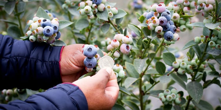  El Riego por Goteo Revoluciona la Agricultura 