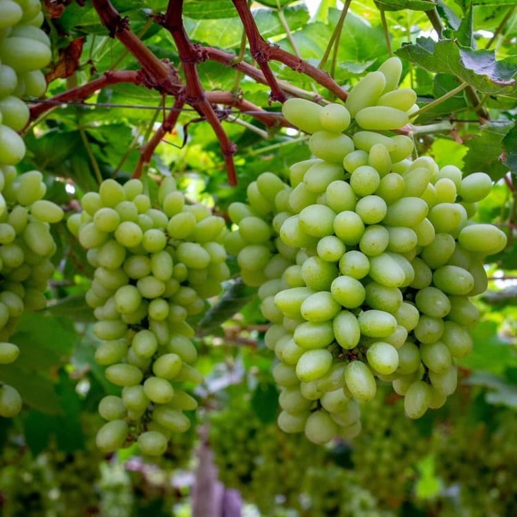 uvas cuadradas