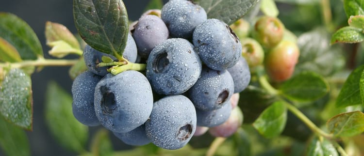 Fertirrigación de Precisión: Mejores Cultivos Siempre