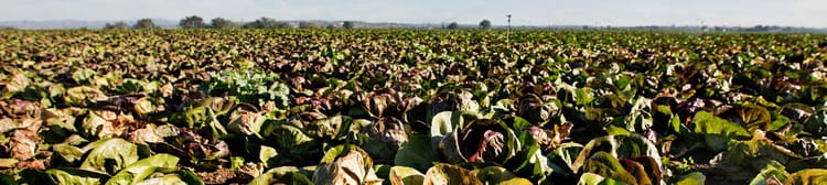 Banner Tipos de sistema de riego más utilizados