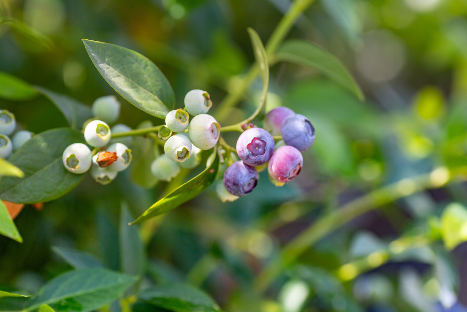 Berries