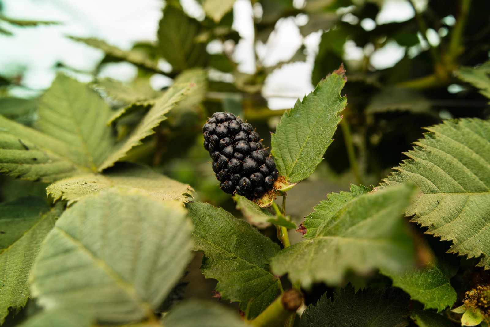 Congreso de Nutrición y Fitosanidad en Arándanos y Zarzamoras