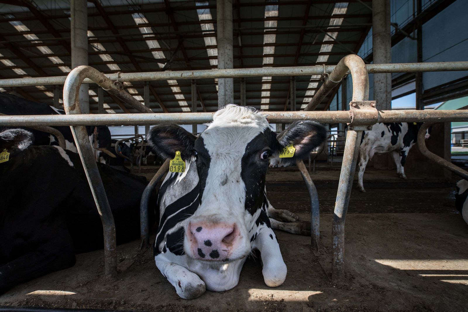 Expo Leche 2024